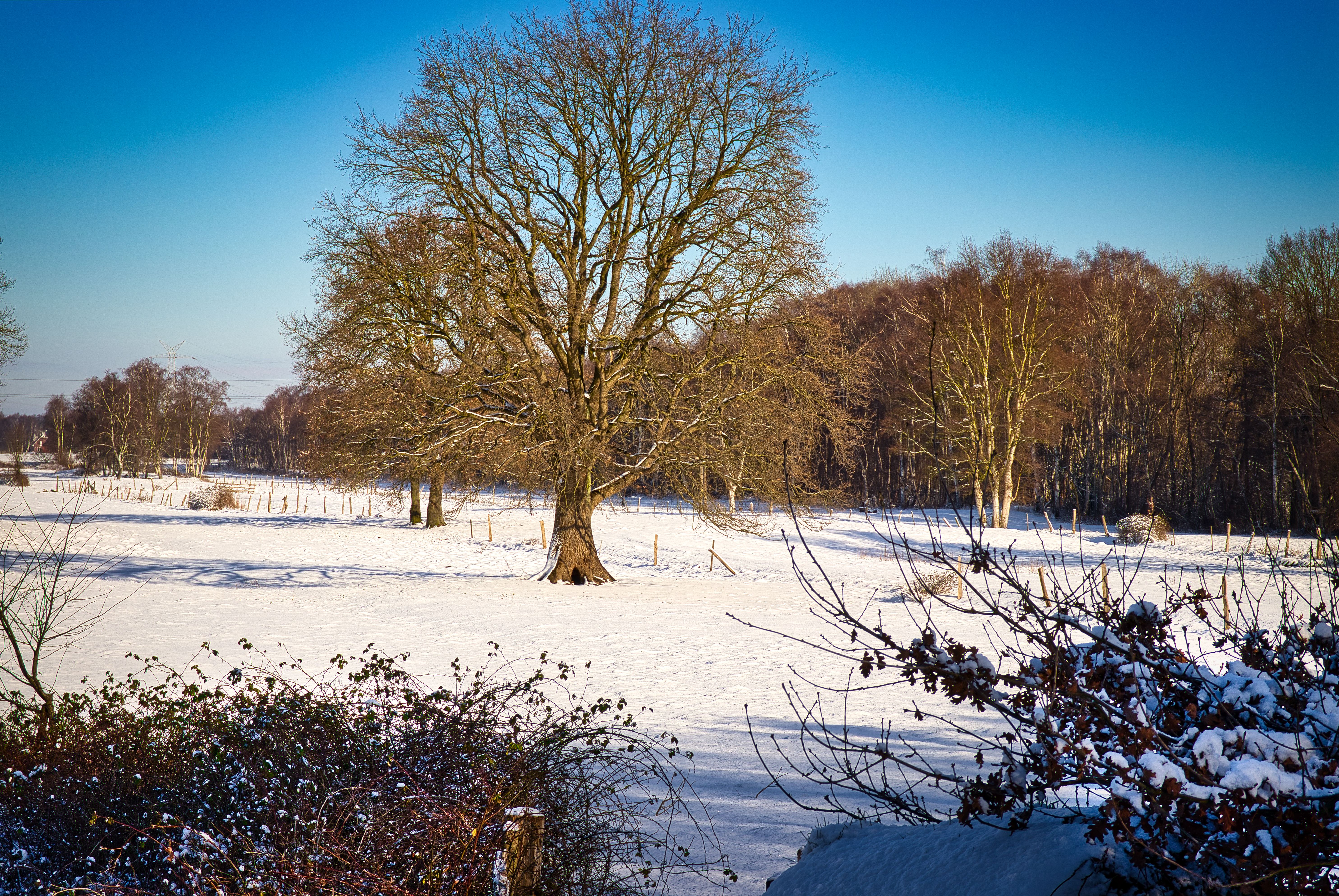 Der Baum bei Schnee