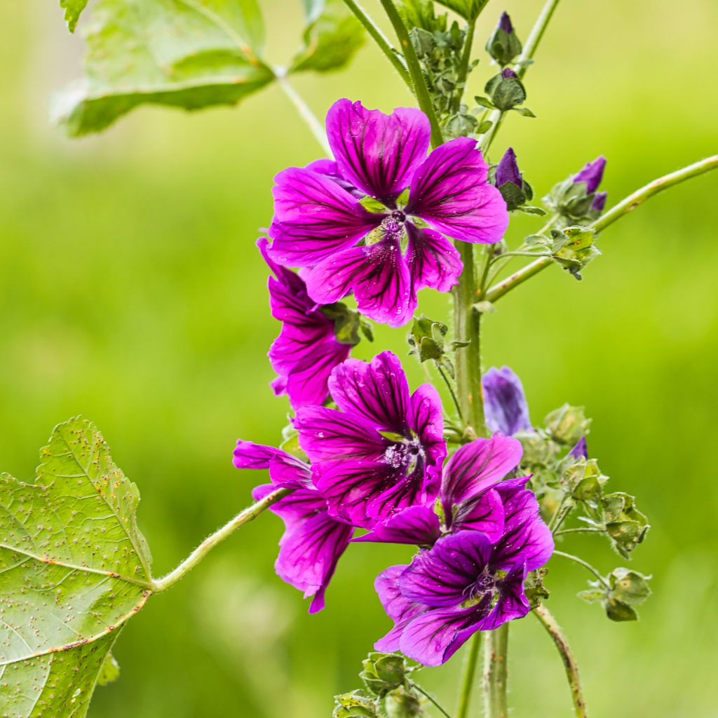 Violette Blüten Ende September