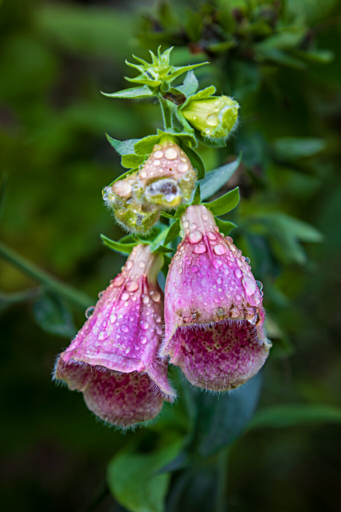 Fingerhut - Letzte Blüten Alesund