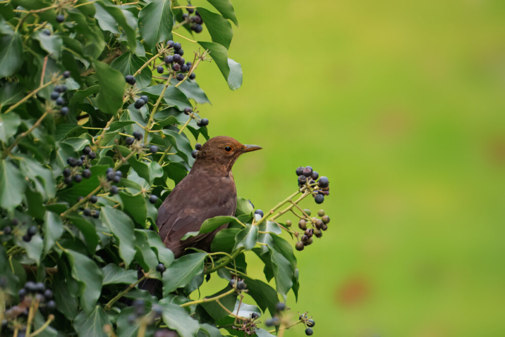 Amsel Weibchen - Kloster Cismar