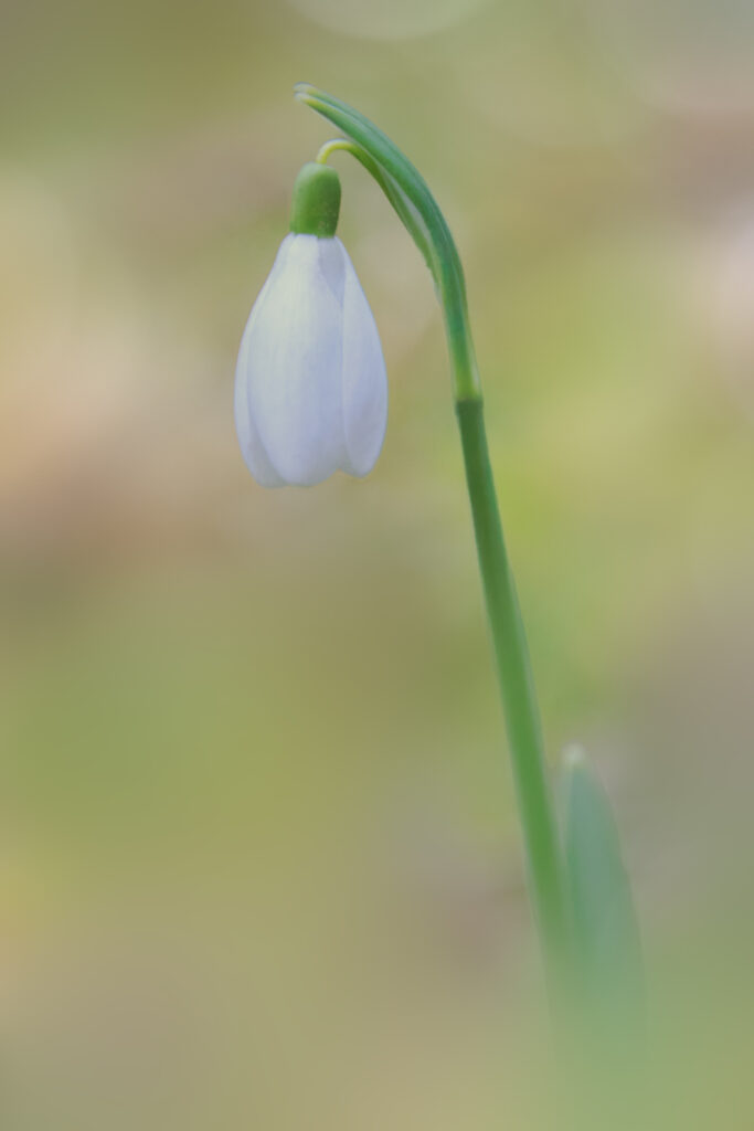 Schneeglöckchen im Februar