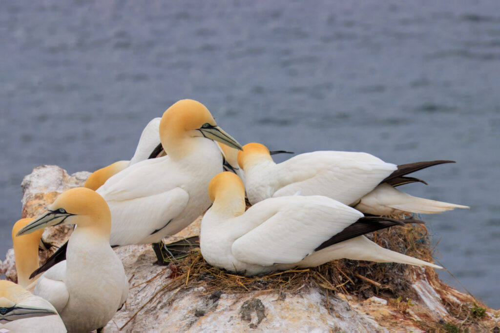 Brutkolonie der Basstölpel - Helgoland