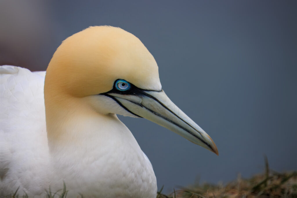 Basstölpel auf Helgoland 10.04.2025