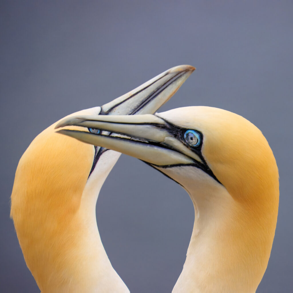 Basstölpel Helgoland 2025