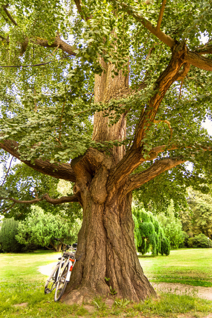 Der Ginkgo Baum Jenischpark