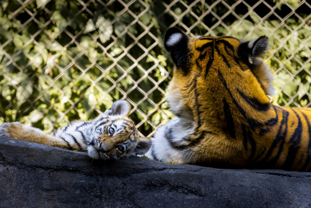 Tigerbaby mit Mama Maruschka