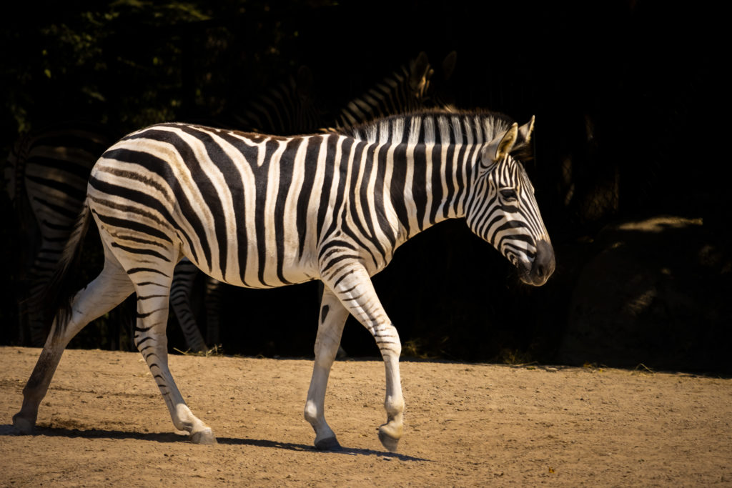 Zebra - Tierpark Hagenbeck