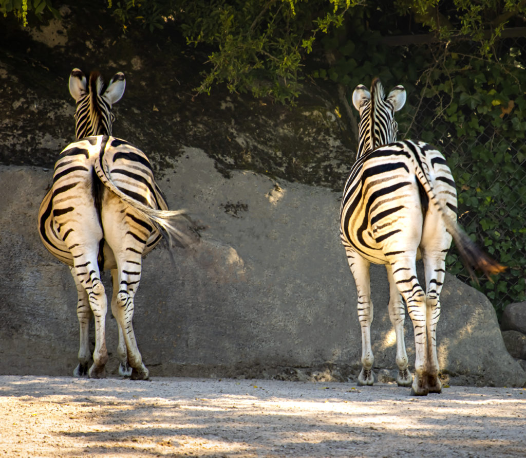 Zebra - Streifen von hinten