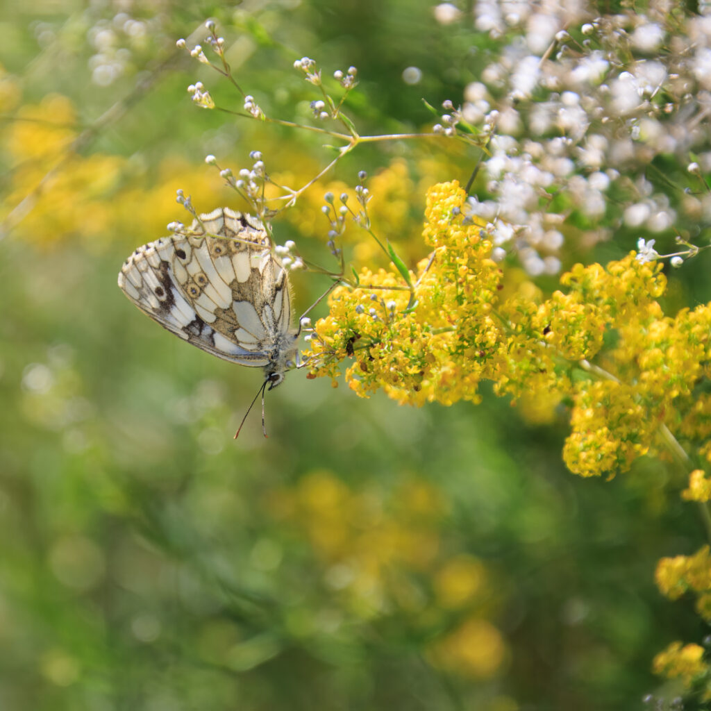 Das Schachbrett- Schmetterling