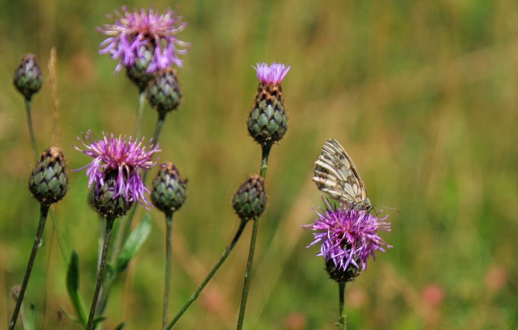 Das Schachbrett- Schmetterling