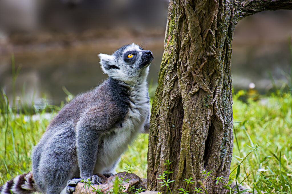 Katta - Tierpark Angermünde