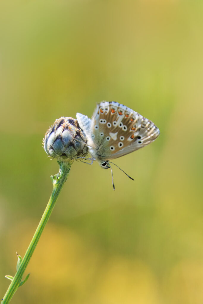 Himmelblauer Bläuling
