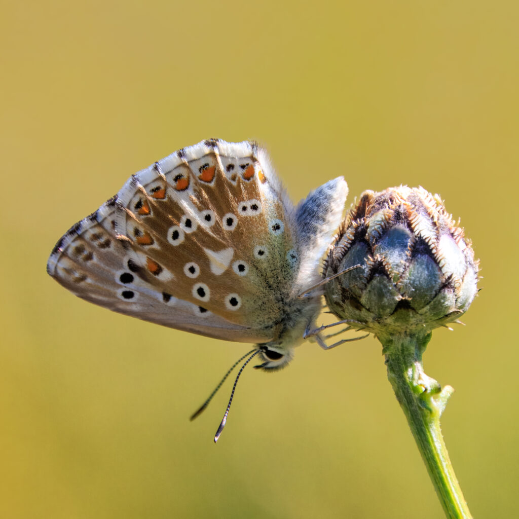 Himmelblauer Bläuling