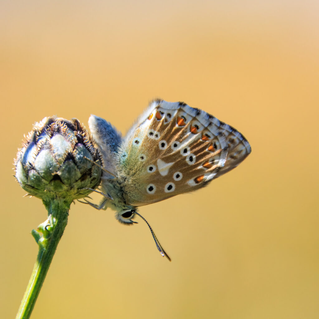 Himmelblauer Bläuling