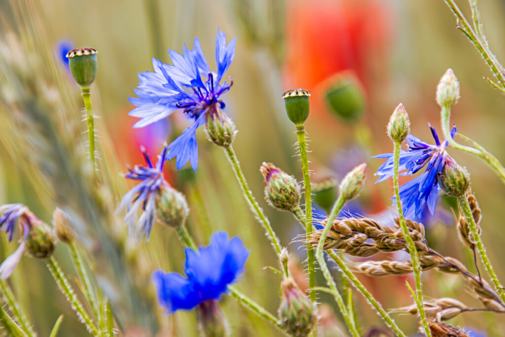 Mohnblumen & Kornblumen