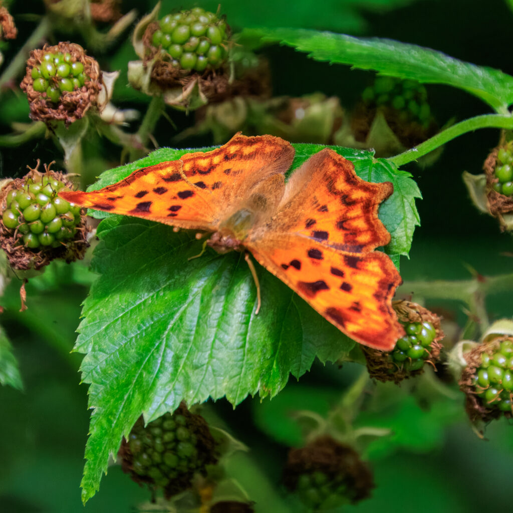C-Falter - Tister Bauernmoor