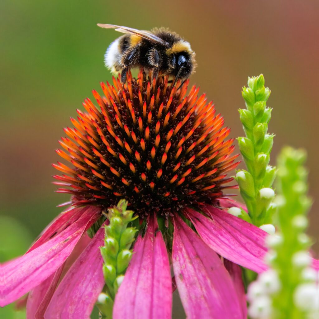 Erdhummel