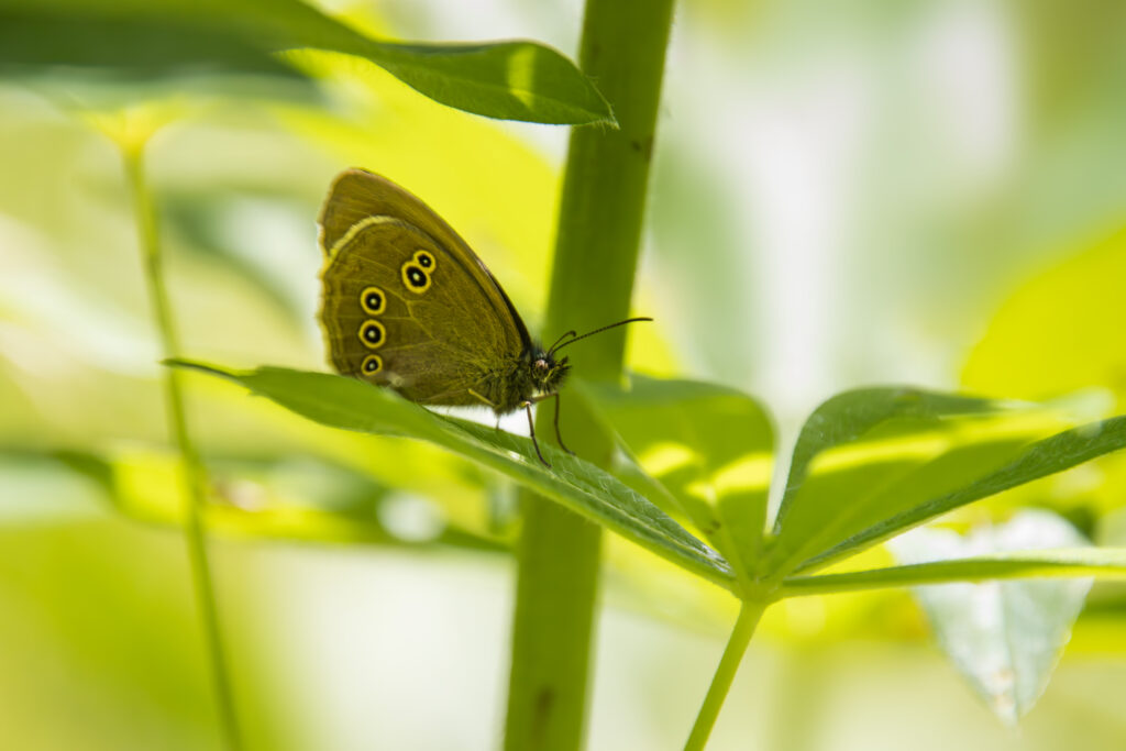 Brauner Waldvogel