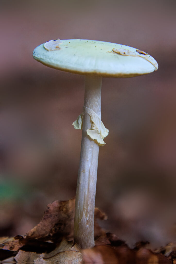 Gelber Knollenblätterpilz