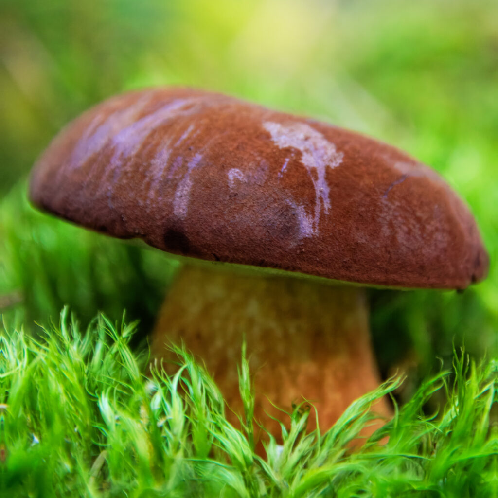 Marone - Pilze im Wald 2025