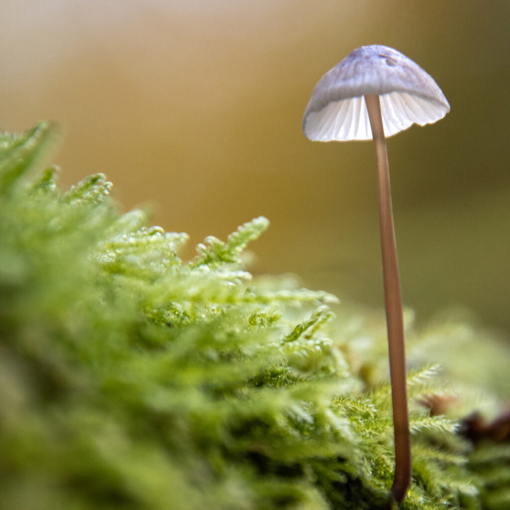 Helmling im November