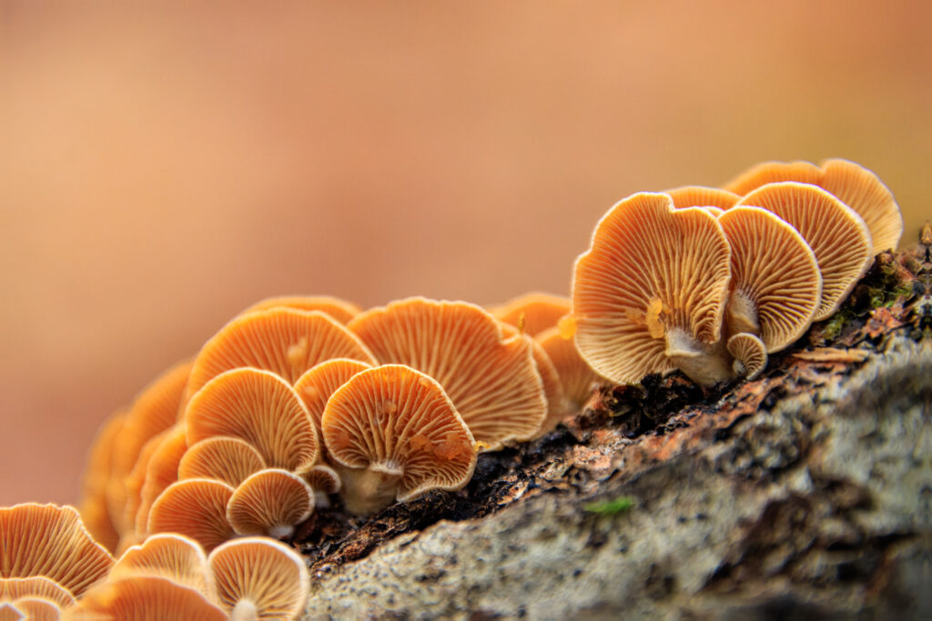 Herber Zwergknäueling