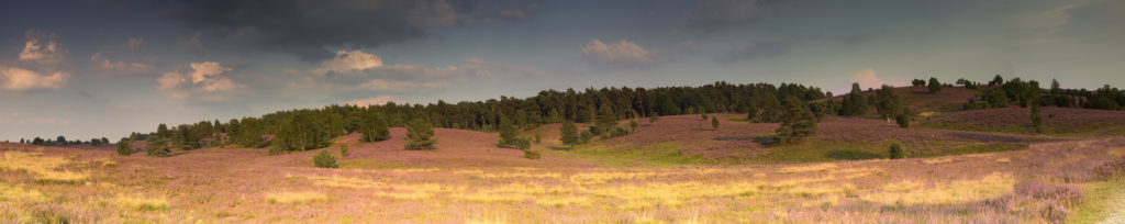 Panorama Lüneburger Heide