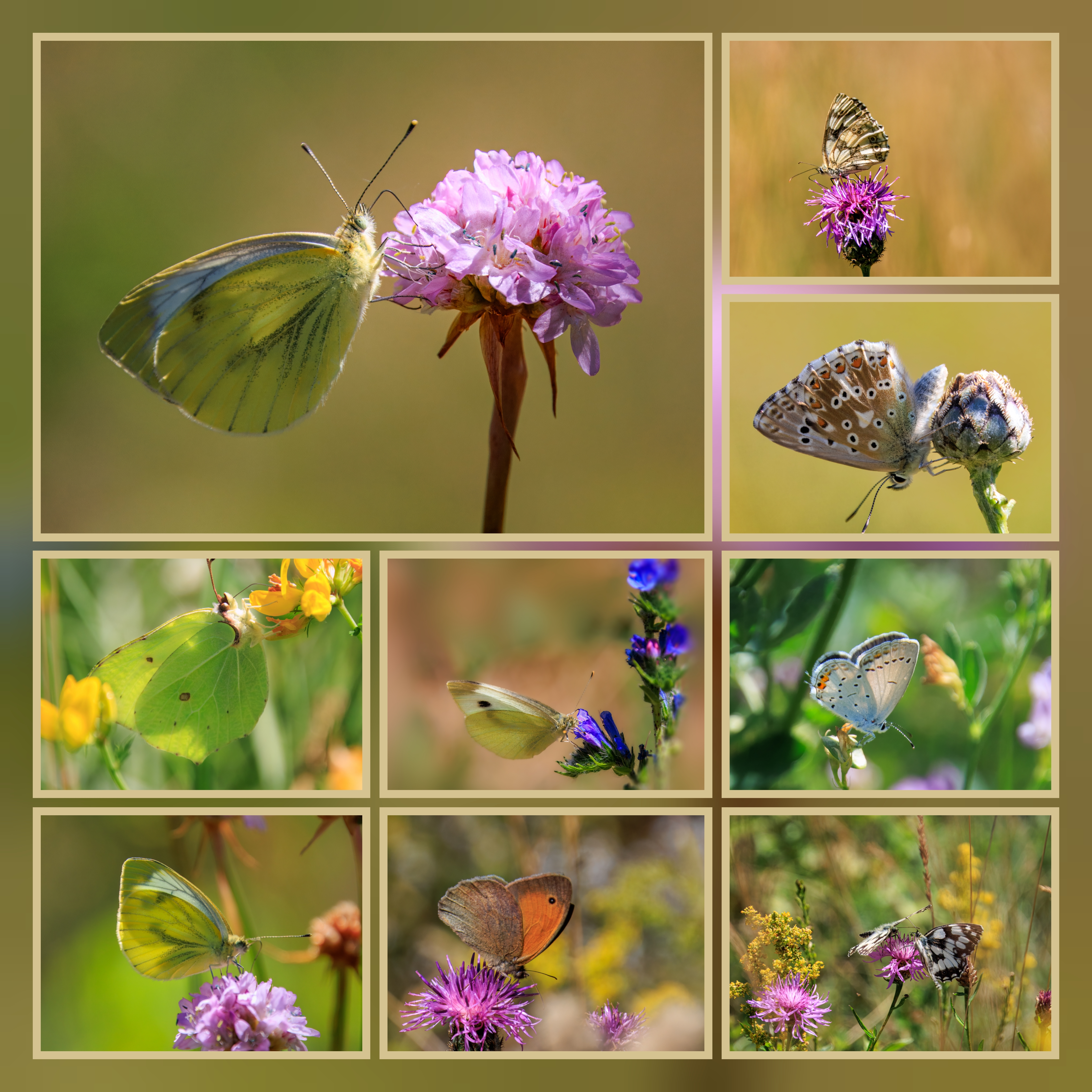 Wildblumenwiese Titelbild