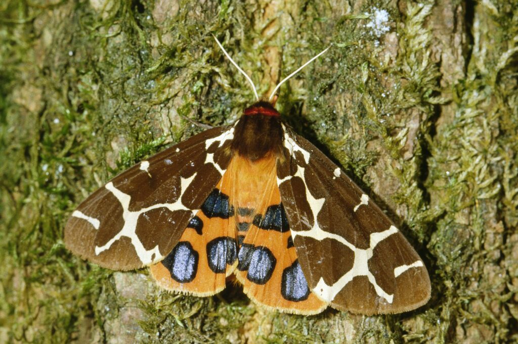 Brauner Bär