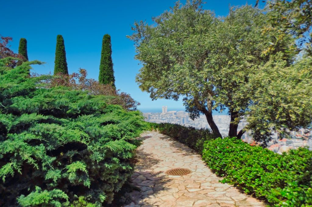 Olivenbäume Gärten der Bahai