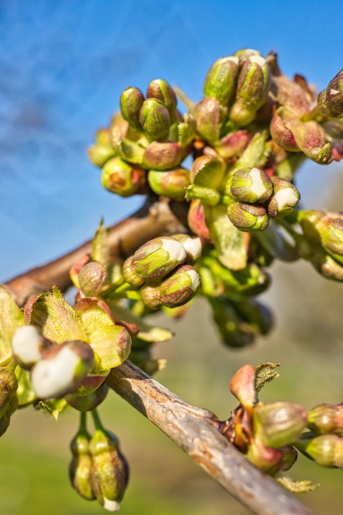 Kirschblüte 2021