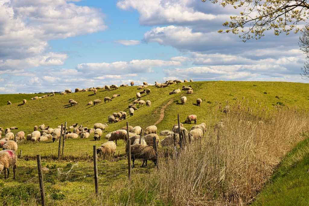 Schafe an der Borsteler Binnenelbe