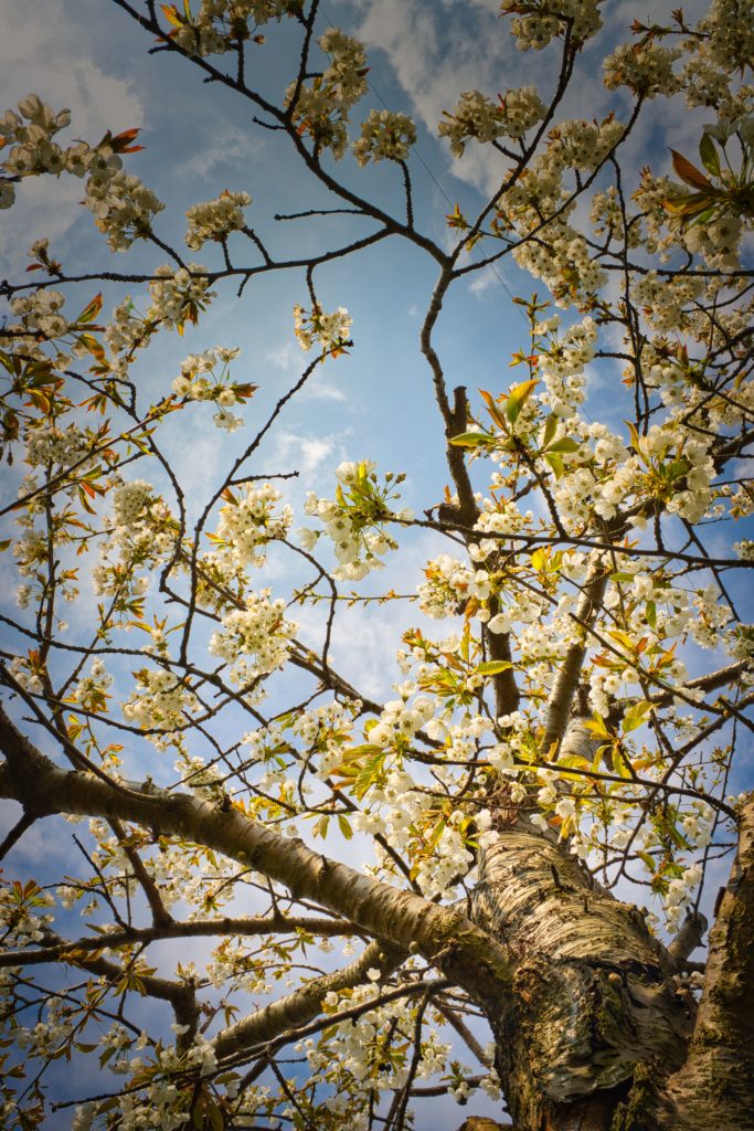 Kirschbaum in voller Blüte