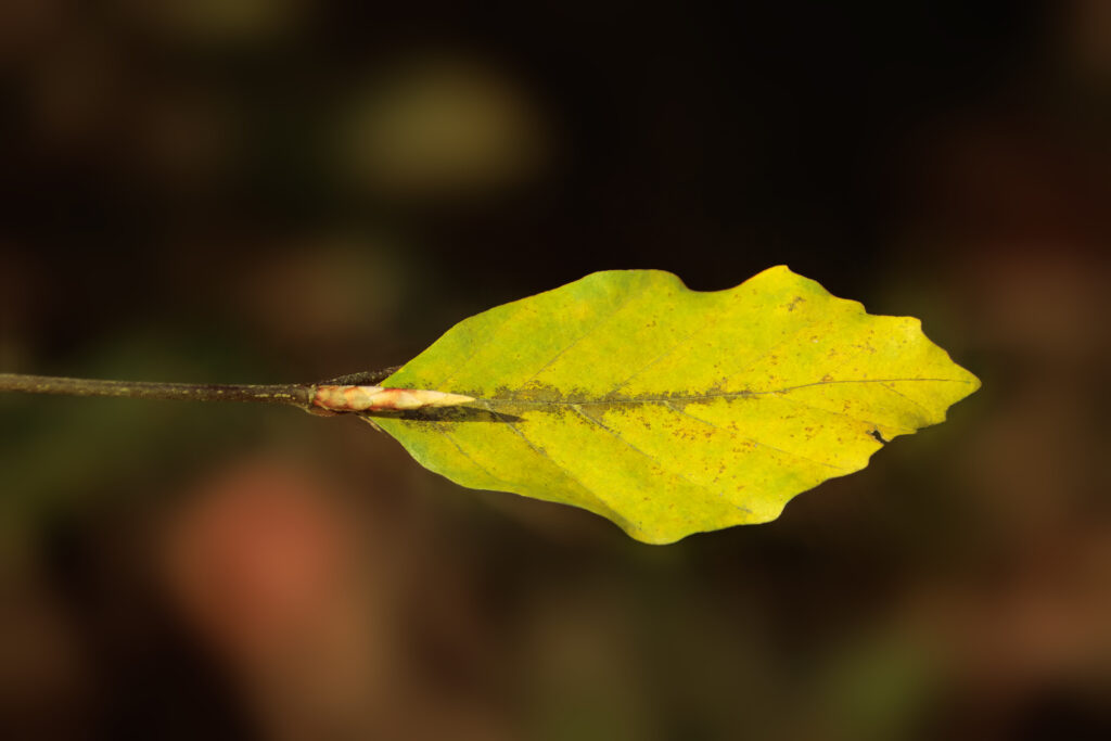 Blatt der Hainbuche