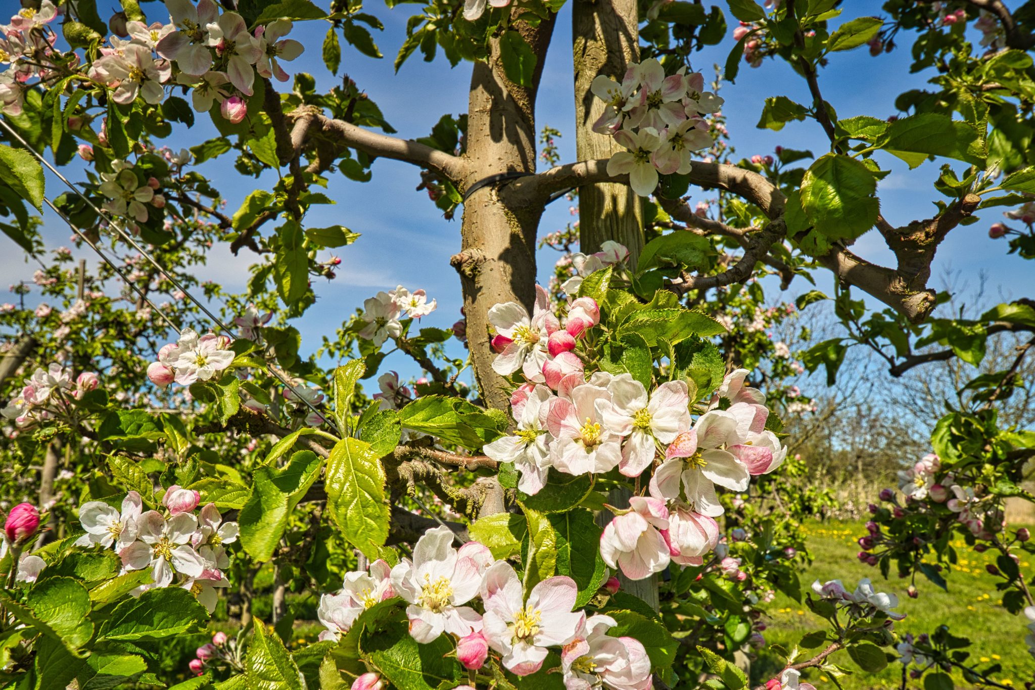 Obstblüte im Altes Land Kirsch und Apfelblüte Bildwerk