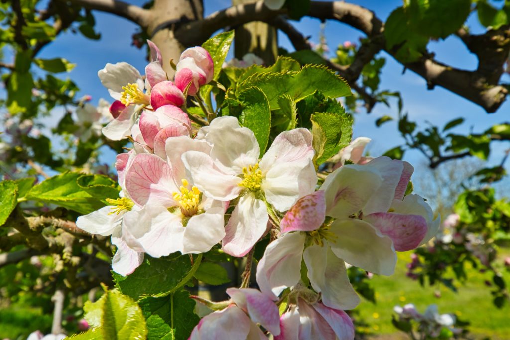 Apfelblütenzauber im Mai