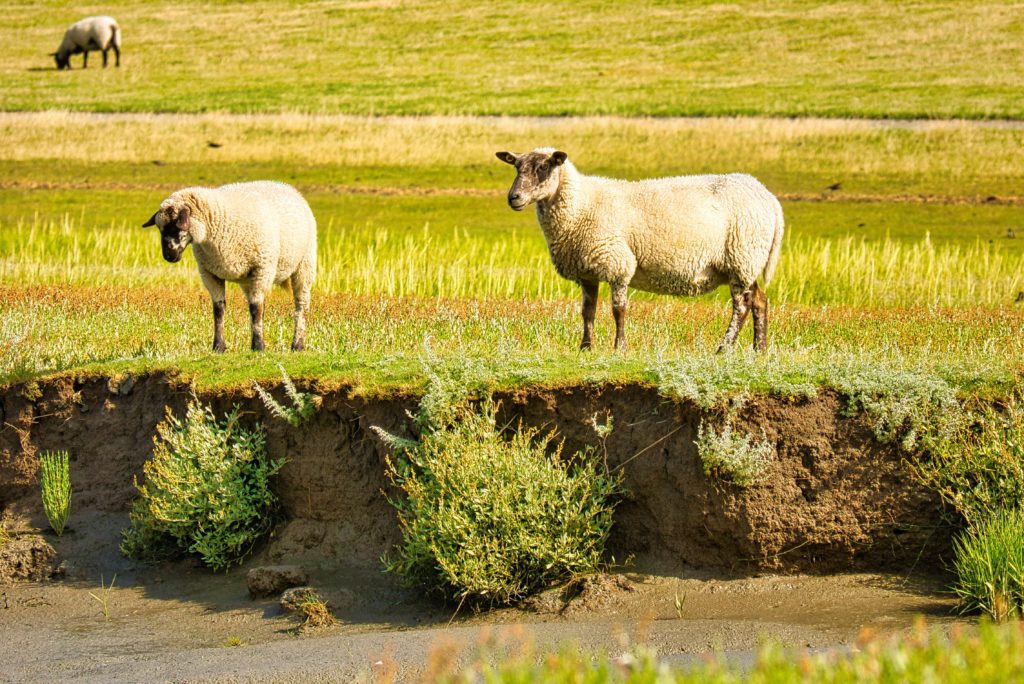 Schafe in den Salzwiesen Westerhever
