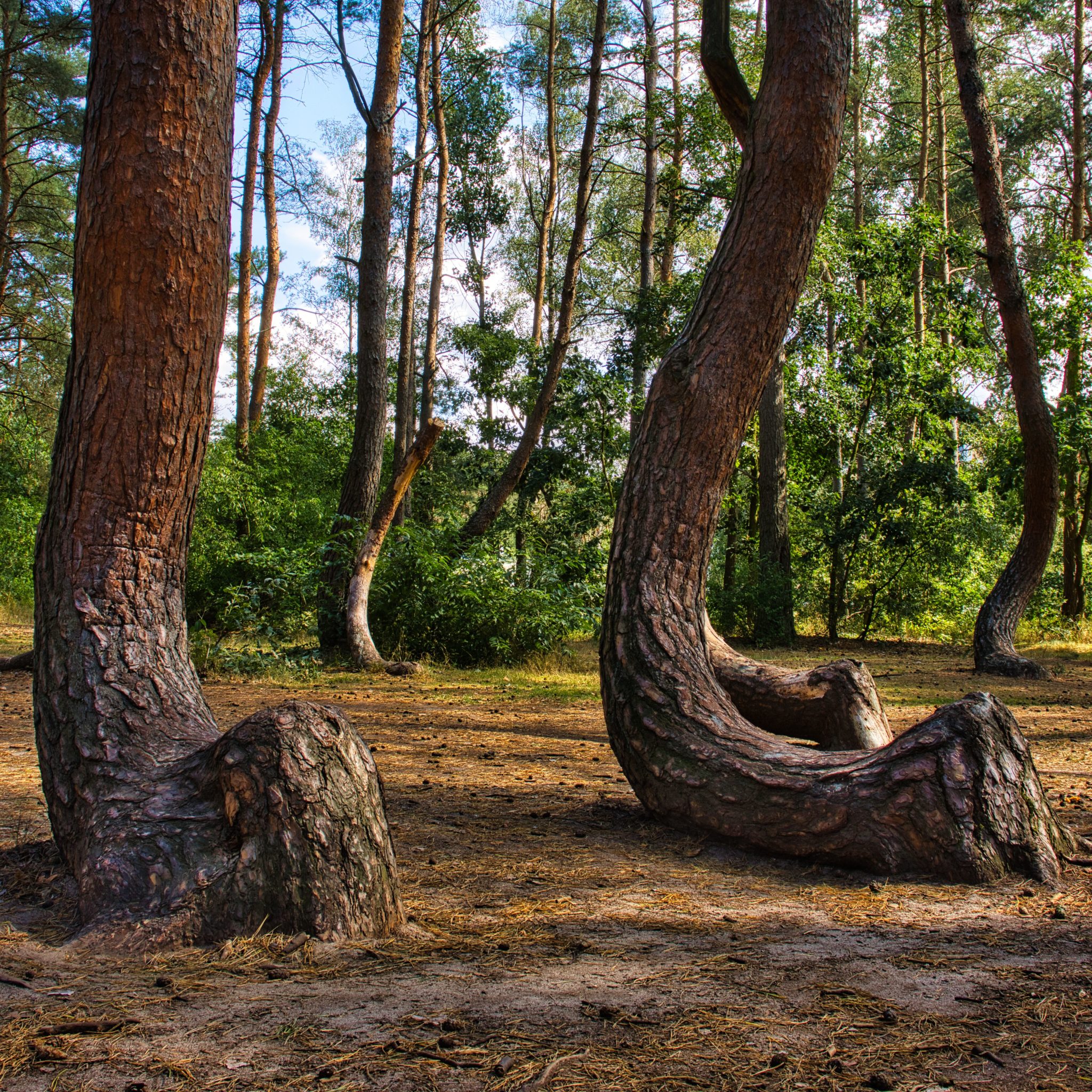 Krzywy Las Krummer Wald seltsam geformte Bäume BildwerkJork.de