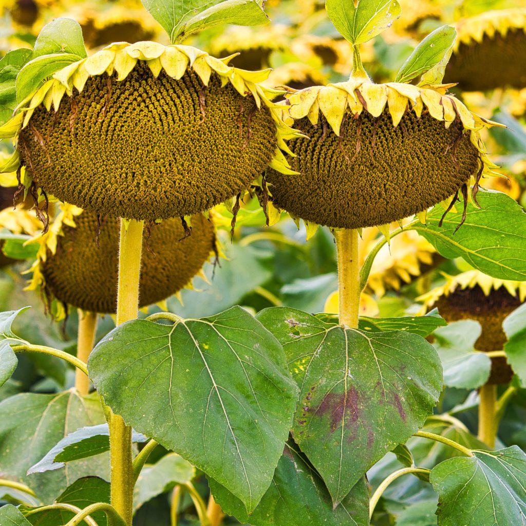 Sonnenblumen in der Uckermark