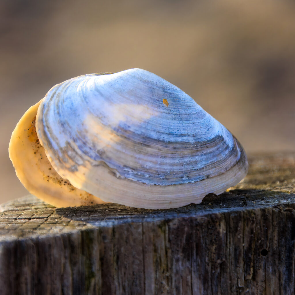 Muschel auf Holz - Wind und Wellen - Ostsee