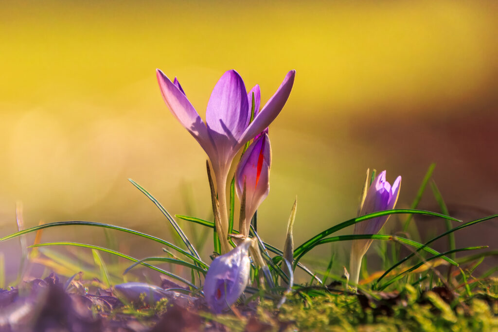 Endlich Frühling
