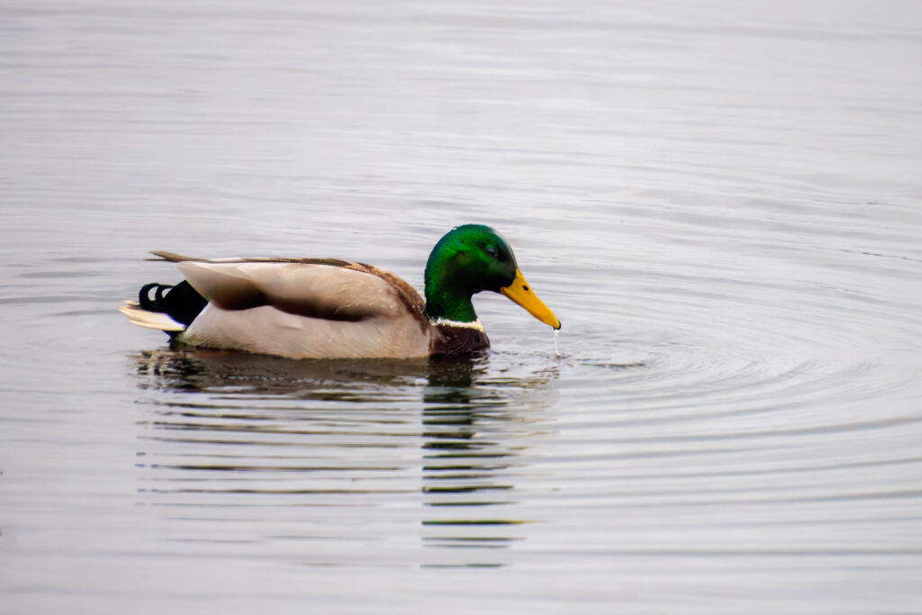 Stockente zu Wasser