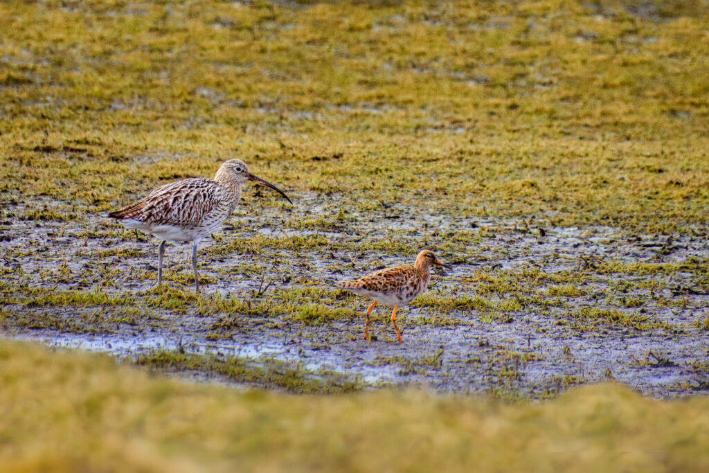Kampfläufer & Großer Brachvogel
