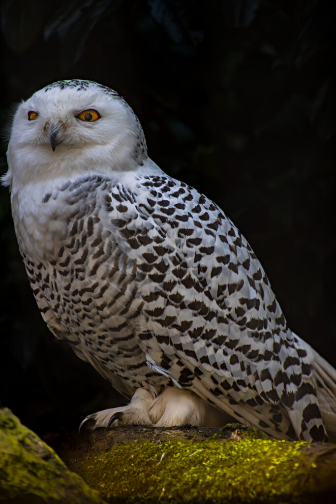 Die Schnee-Eule Wildpark Schwarze Berge