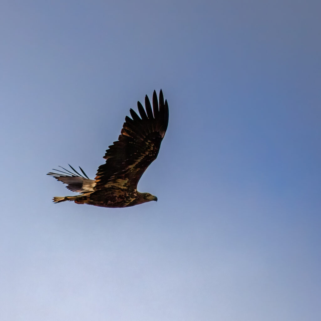 Seeadler Katinger Watt März 2025