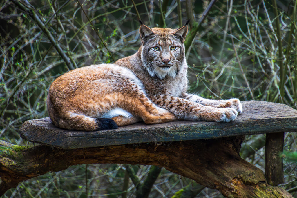 Die Luchs-Katze