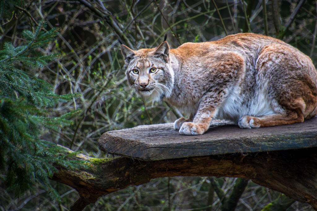 Die Luchs-Katze