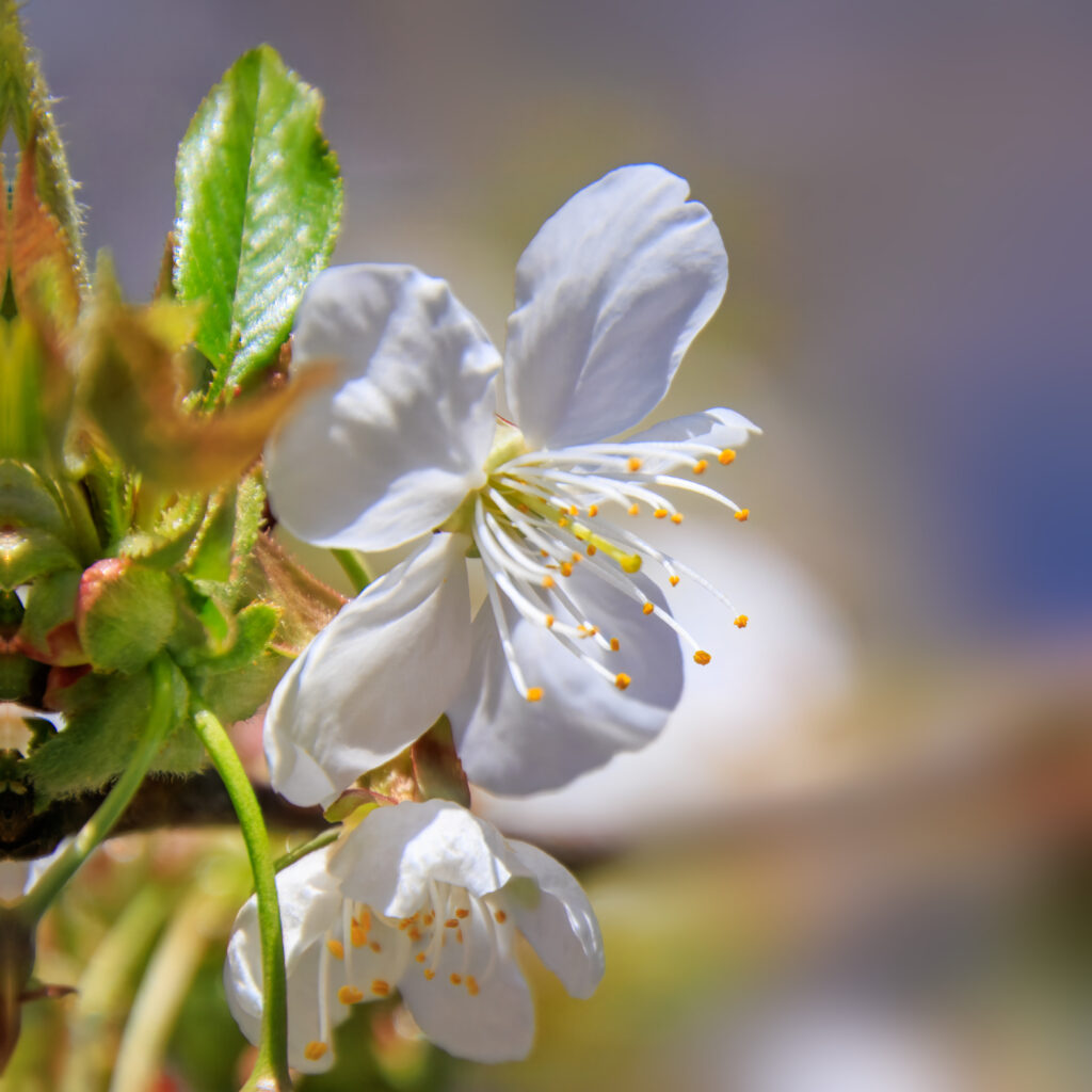 Kirschblüte auf der Wiese