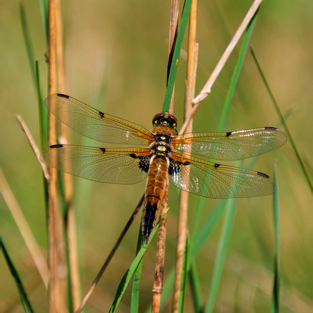 Vierfleck Libelle - Auf der Wiese