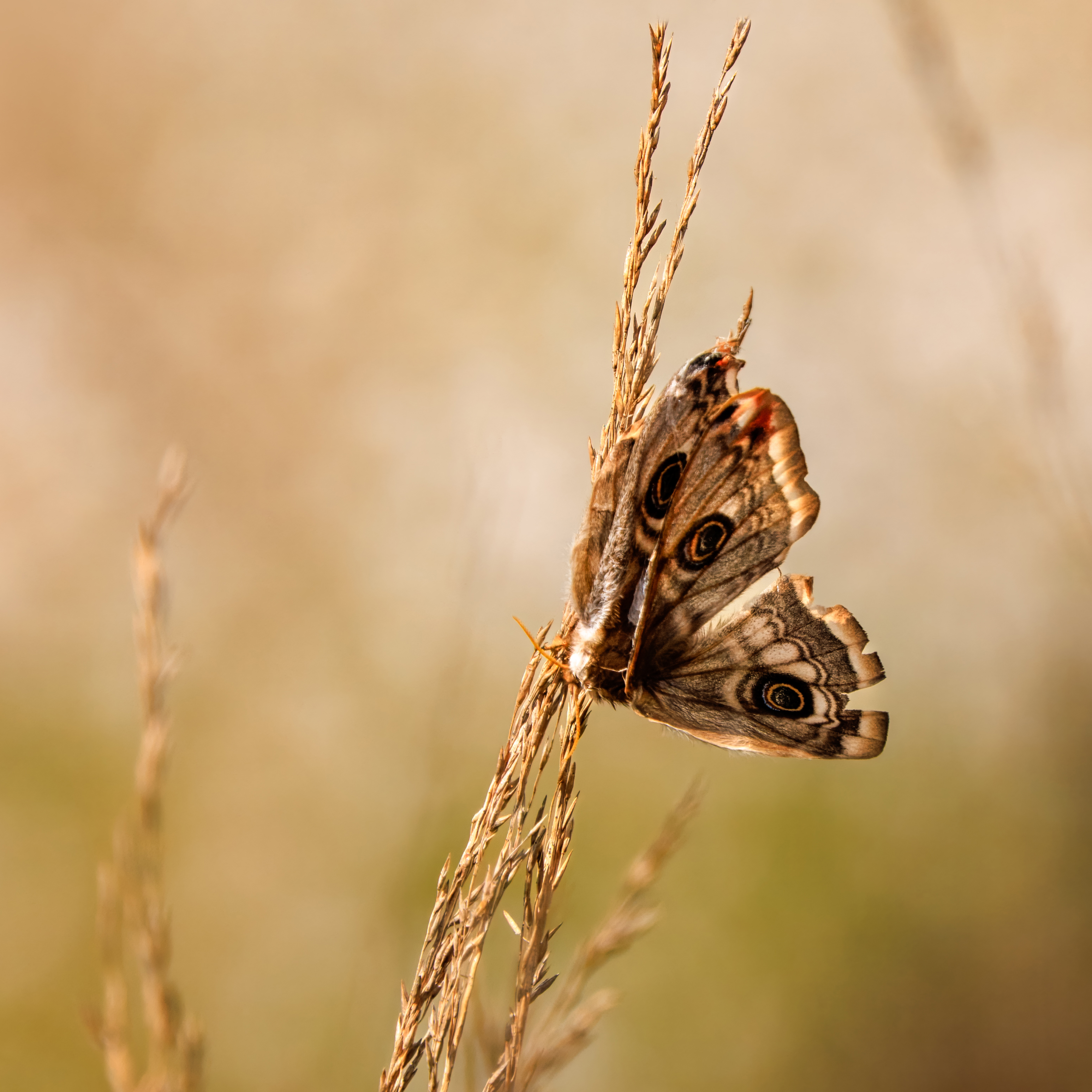 Kleines Nachtpfauenauge im Tister Bauernmoor